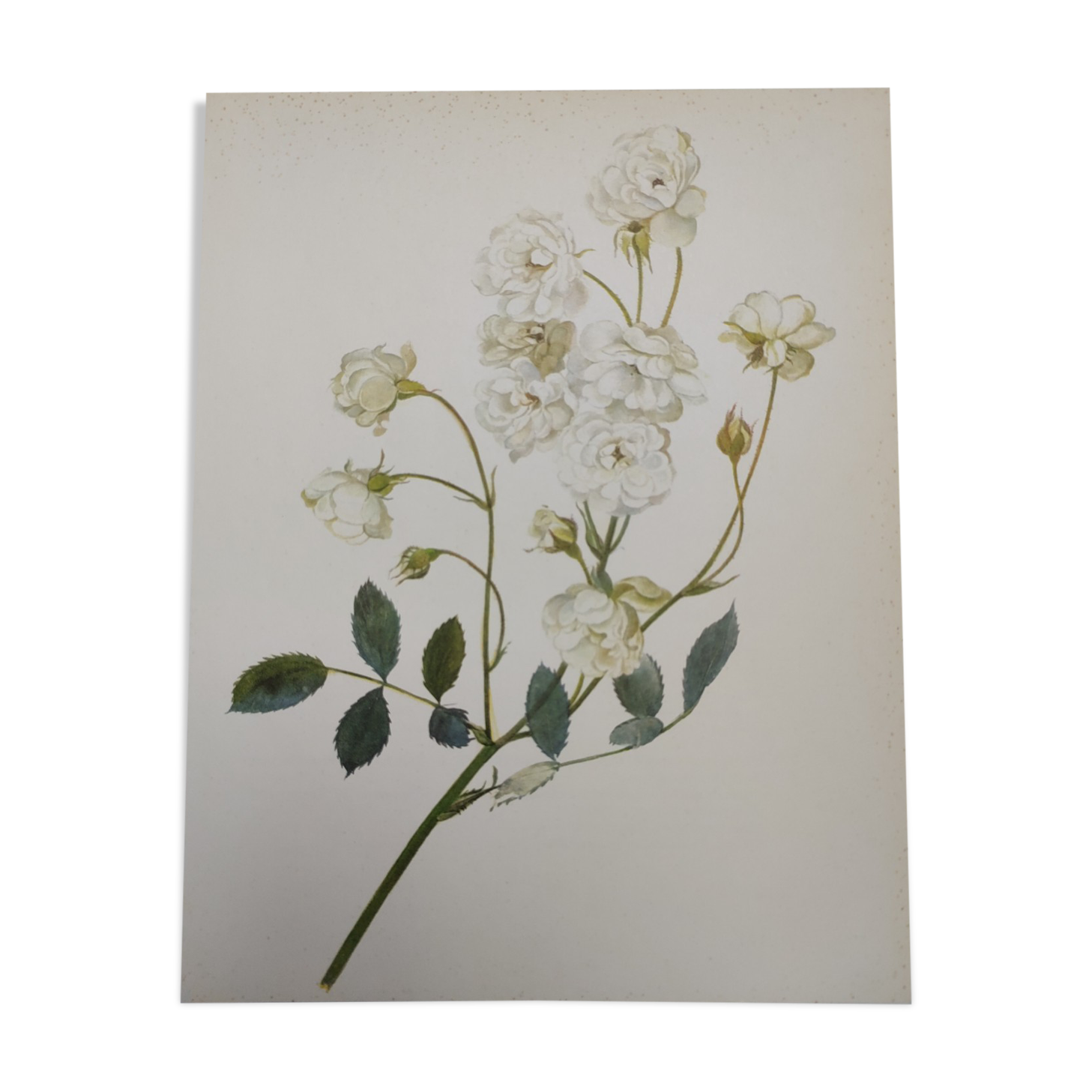 Rose Botanical Board - Original Vintage from 1968 - Katherine Zeimet🌹