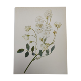 Rose Botanical Board - Original Vintage from 1968 - Katherine Zeimet🌹