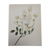 Rose Botanical Board - Original Vintage from 1968 - Katherine Zeimet🌹