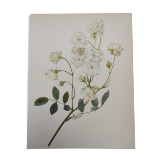 Rose Botanical Board - Original Vintage from 1968 - Katherine Zeimet🌹