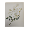 Rose Botanical Board - Original Vintage from 1968 - Katherine Zeimet🌹