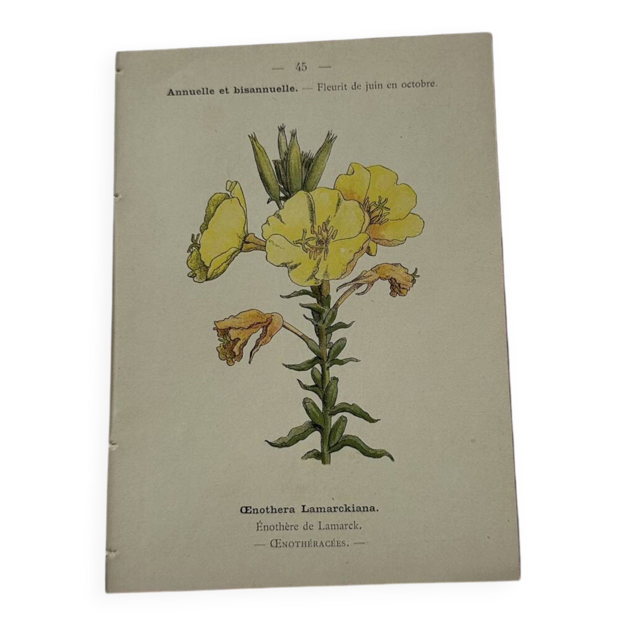 Botanical plate engraving flower France double-sided circa 1800 coloured