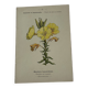 Botanical plate engraving flower France double-sided circa 1800 coloured