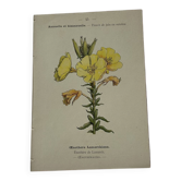 Botanical plate engraving flower France double-sided circa 1800 coloured