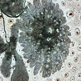 Set of 5 MBFA Pornic 70's dessert plates