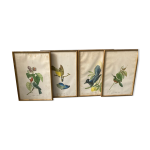 Lot de 4 illustrations oiseaux