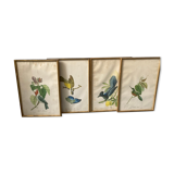 Set of ancient exotic bird illustrations