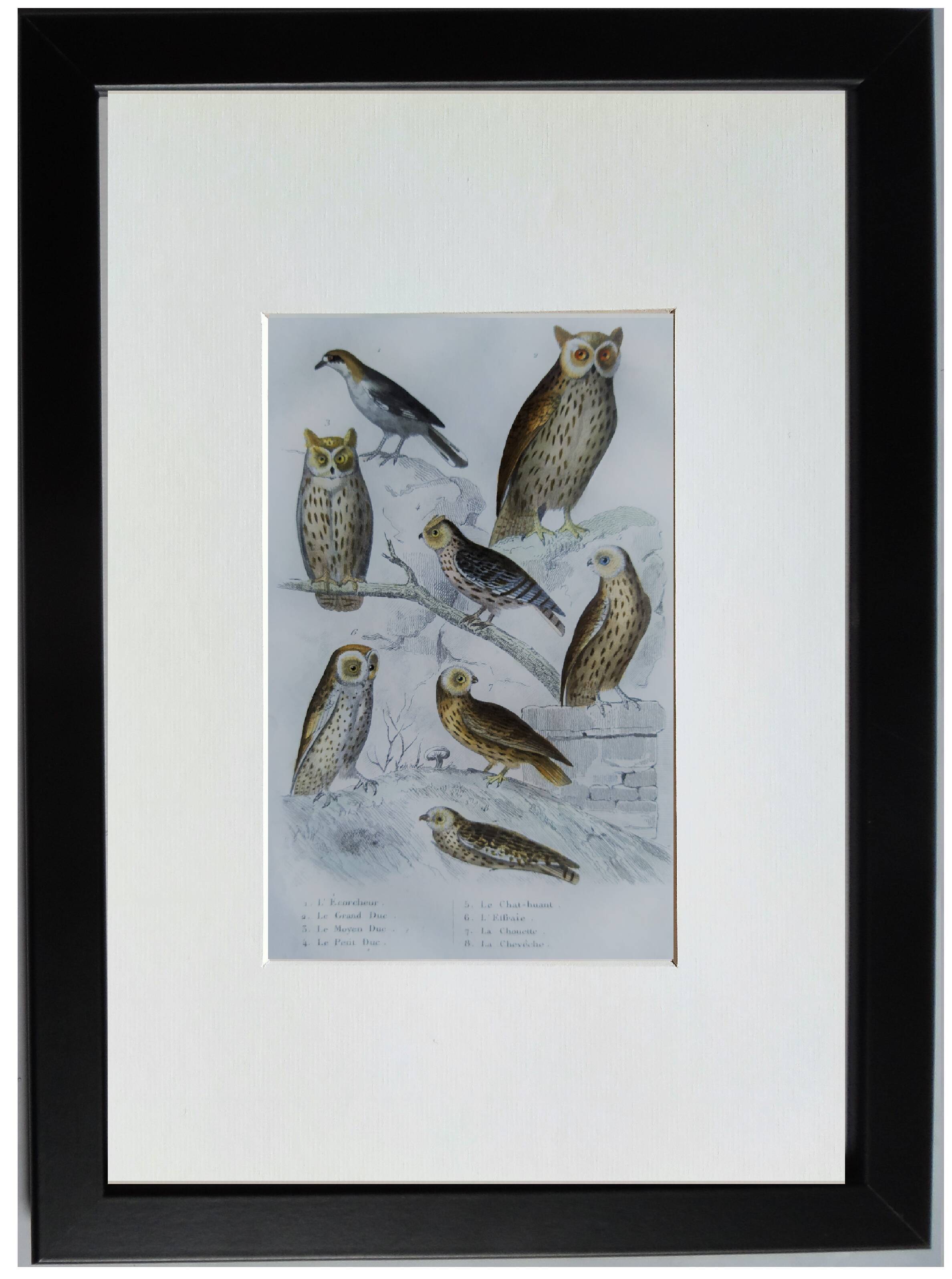 Original Ornithological plate " Ecorcheur - Grand Duke - &c... " Buffon (1836)