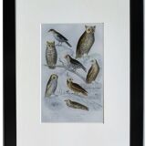 Original Ornithological plate " Ecorcheur - Grand Duke - &c... " Buffon (1836)