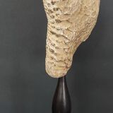 Cabinet de Curiosités étoile de mer culcita schmideliana sur socle