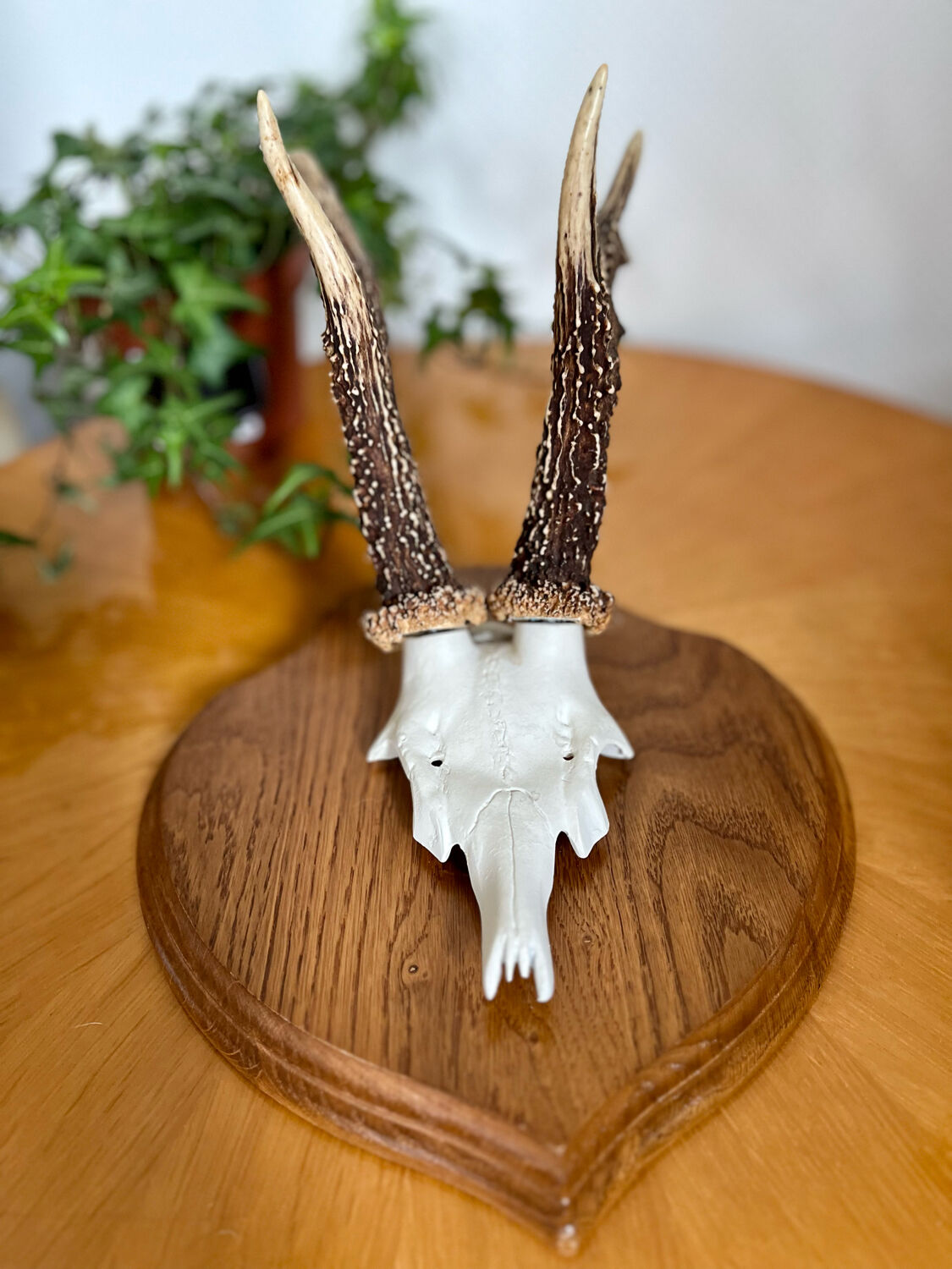 Vintage trophy deer antler