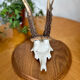Vintage trophy deer antler