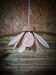 Iris flower pendant, 16 petals in rattan and old rose linen.
