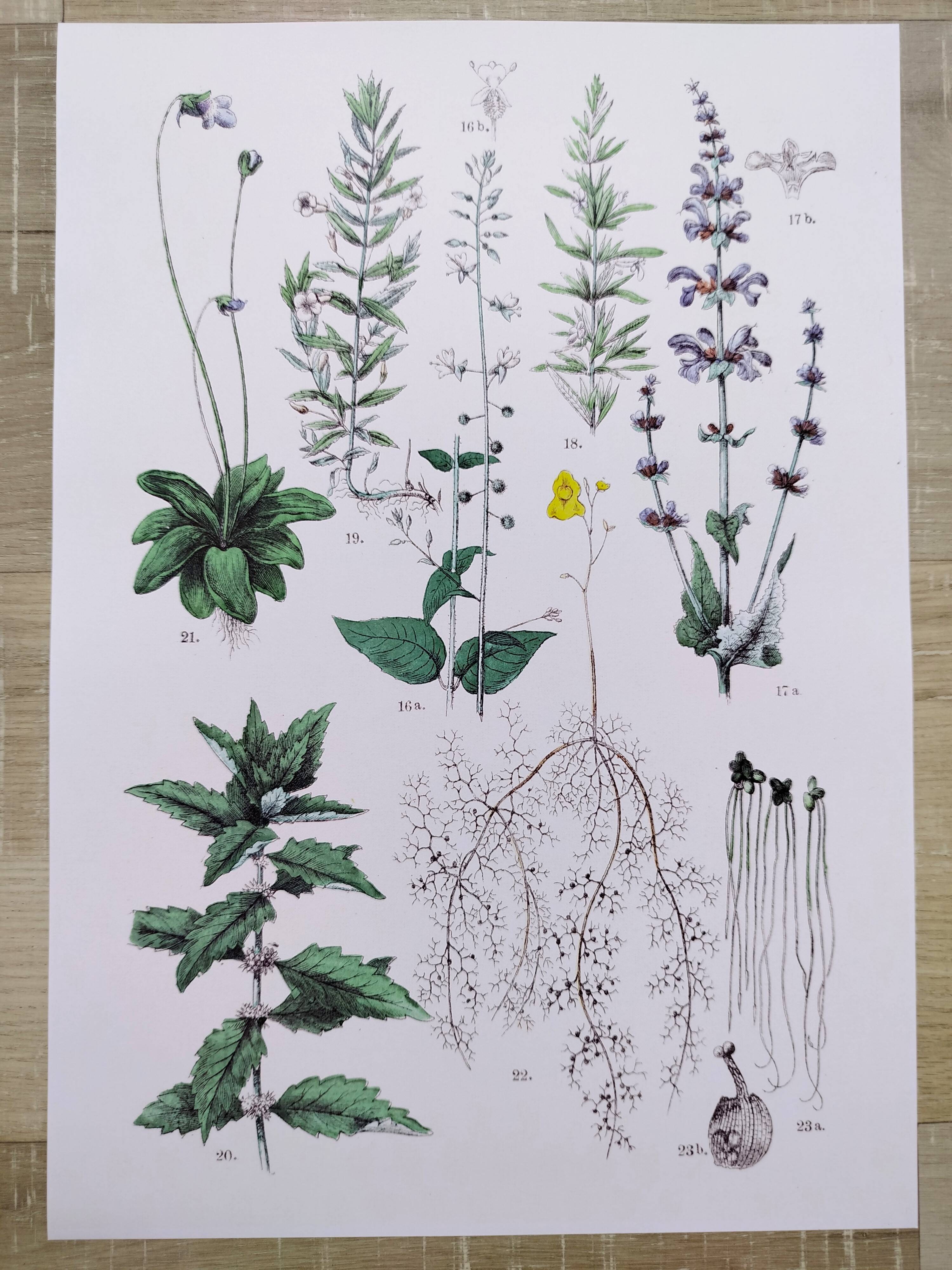 Affiche sur les plantes d'après une gravure de 1881 "romarin"