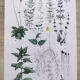 Affiche sur les plantes d'après une gravure de 1881 "romarin"