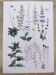 Plant poster based on an 1881 engraving "rosemary"