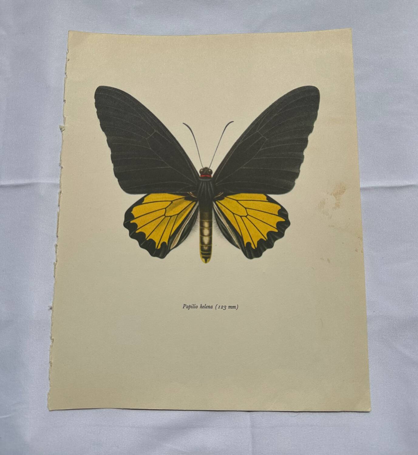 Antique butterfly engraving vintage botanical plate naturalist etching
