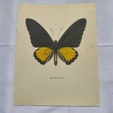 Antique butterfly engraving vintage botanical plate naturalist etching