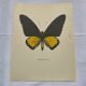 Old butterfly engraving vintage botanical plate etching naturalist