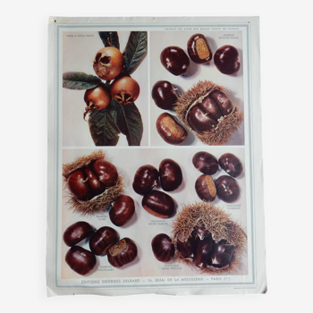 affiche pédagogique sur les marrons, châtaignes et nèfles