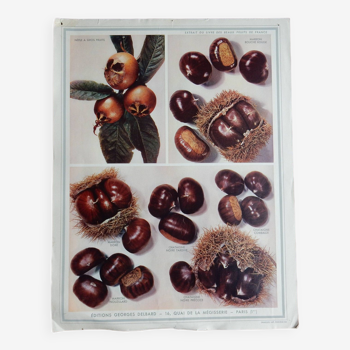 educational poster on chestnuts, chestnuts and medlars