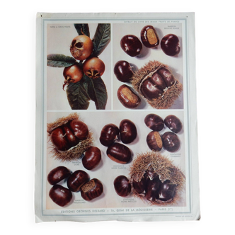 educational poster on chestnuts, chestnuts and medlars