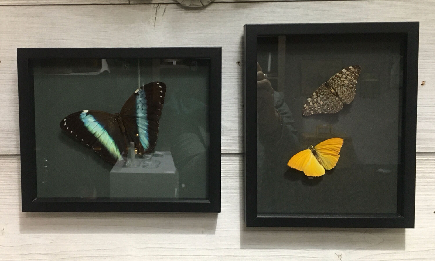 Naturalized butterfly frame