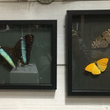 Naturalized butterfly frame