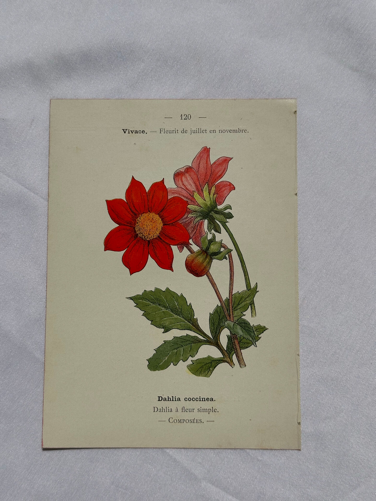 🌿 Botanical Plate Old Naturalist Engraving 19th Century Double-Sided A