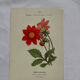 🌿 Botanical Plate Old Naturalist Engraving 19th Century Double-Sided A