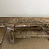 Established in old wood