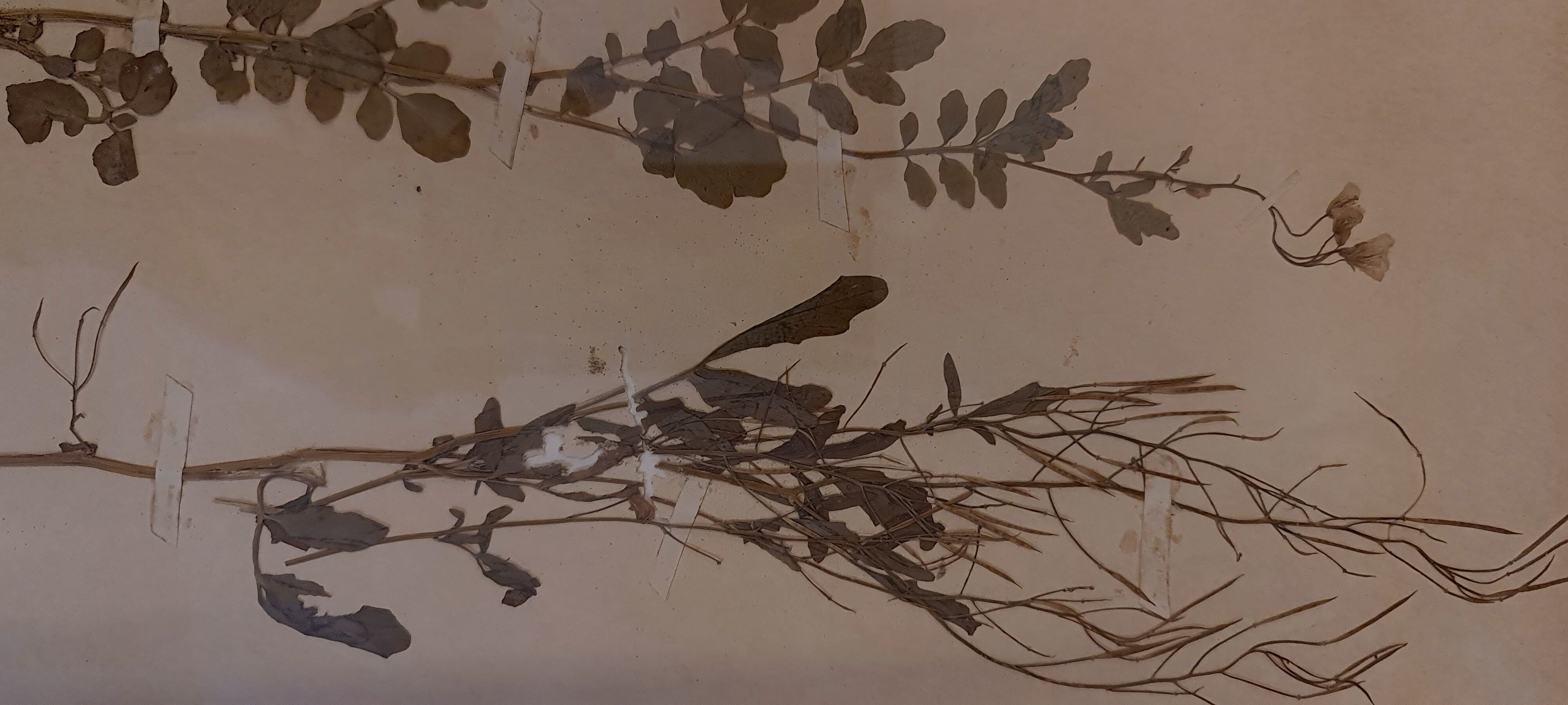 Herbarium 19th