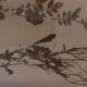 Herbarium 19th