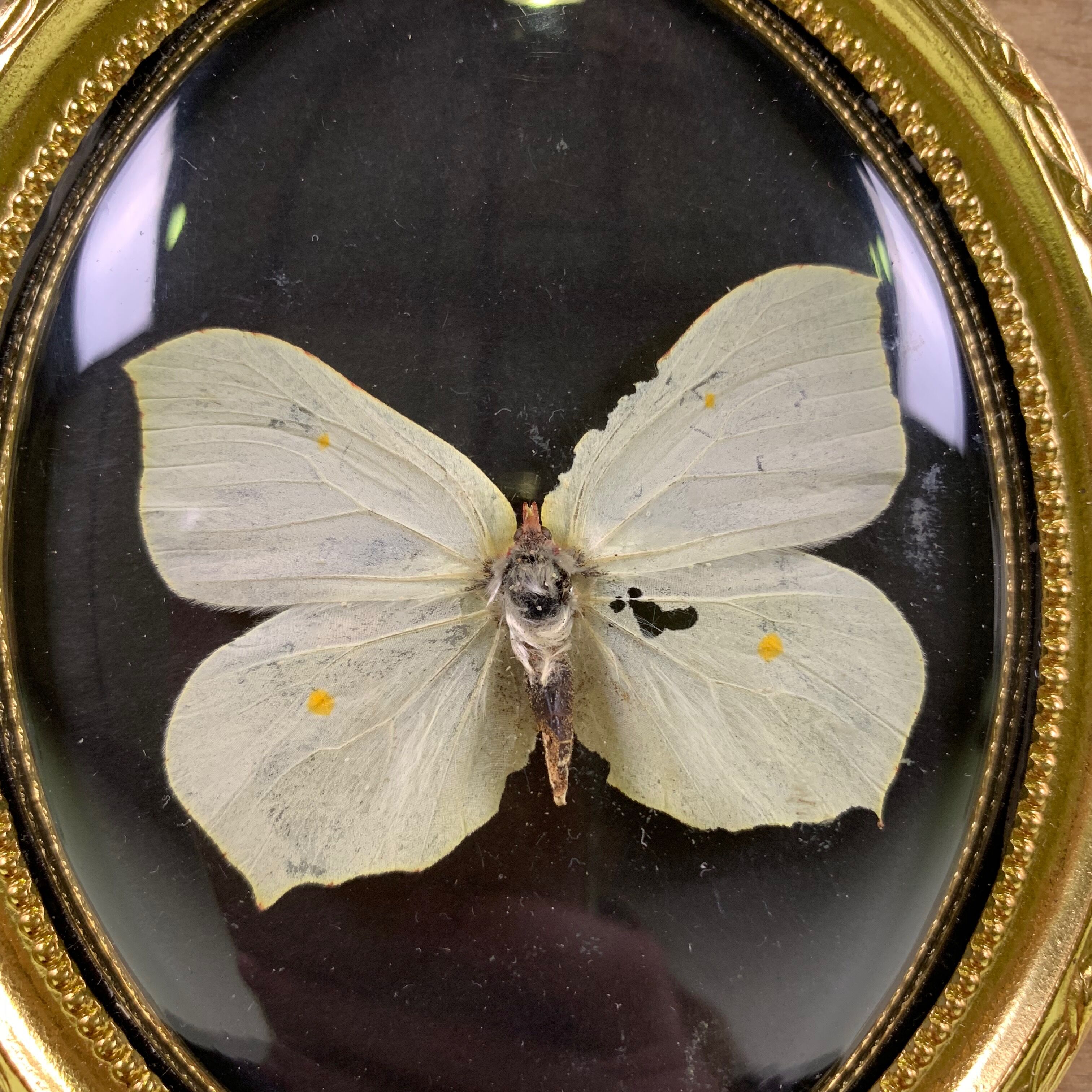 Butterfly under curved frame