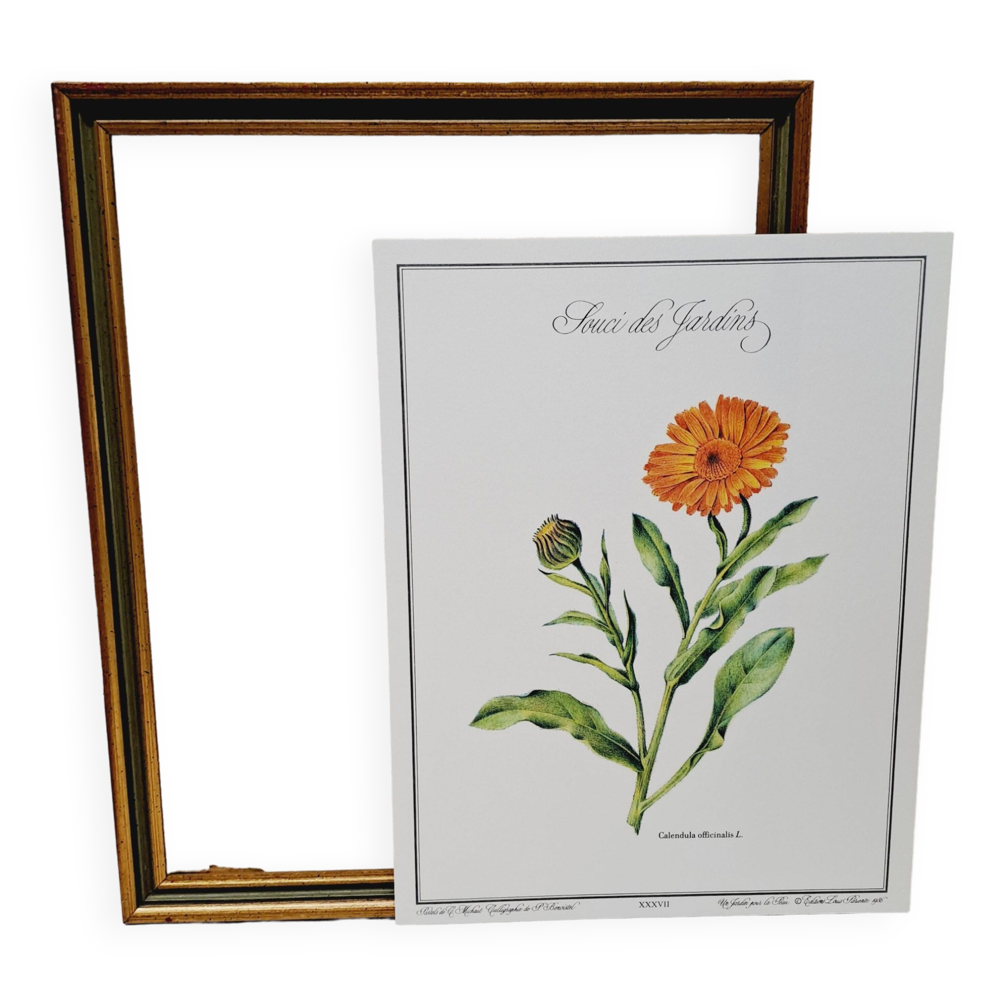 Botanical board Garden Marigold