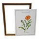 Botanical board Garden Marigold