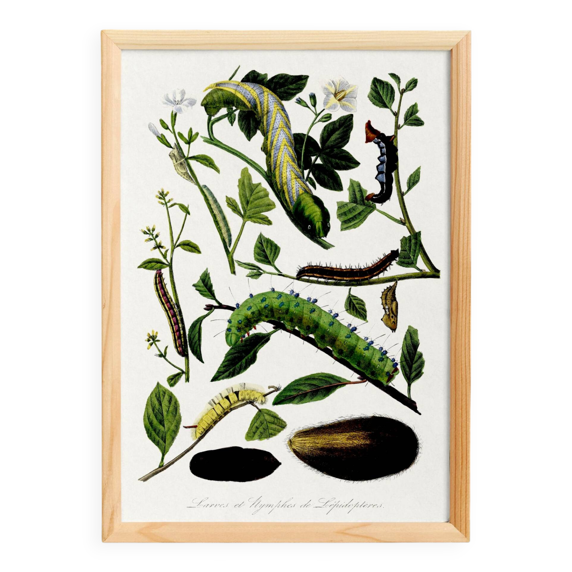 Poster about caterpillars, based on an old engraving from 1842.