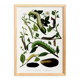 Poster about caterpillars, based on an old engraving from 1842.