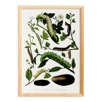 Poster about caterpillars, based on an old engraving from 1842.