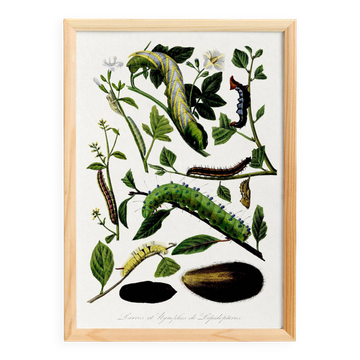 Affiche sur les chenilles, d’après une gravure ancienne de 1842.