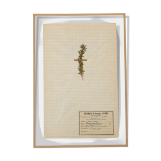 George Bert Herbarium