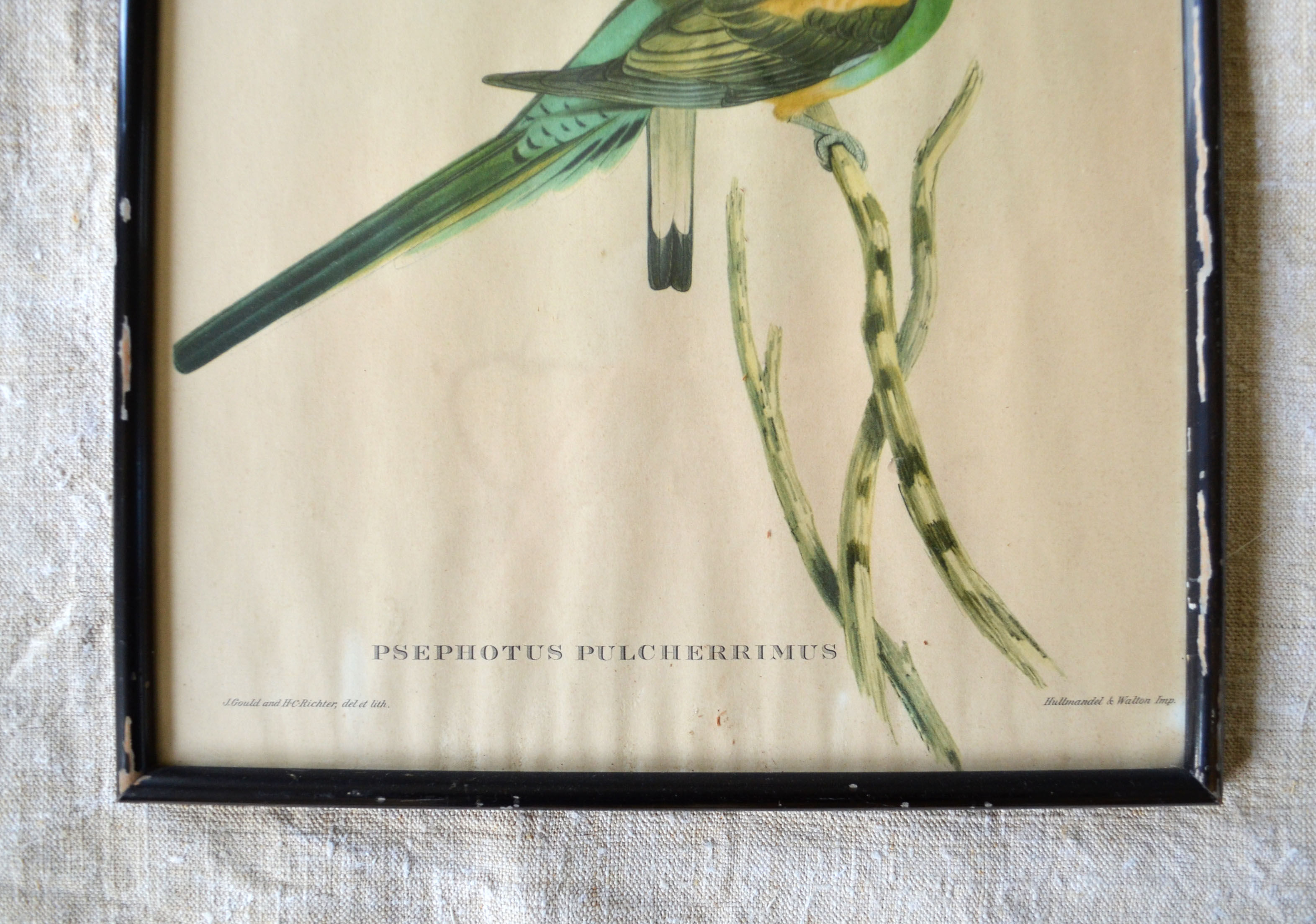 4 reproductions of naturalistic engravings exotic birds