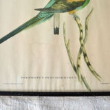 4 reproductions of naturalistic engravings exotic birds