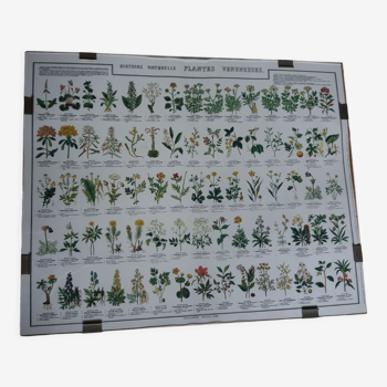 Botanical poster "Poisonous plants"