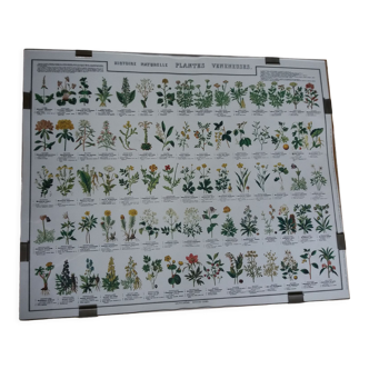 Botanical poster “Poisonous plants”