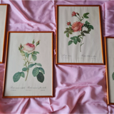 Redouté PJ Frames