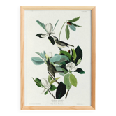 Poster about the red-eyed Vireo, based on an old engraving from 1827.