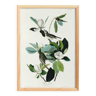 Poster about the red-eyed Vireo, based on an old engraving from 1827.