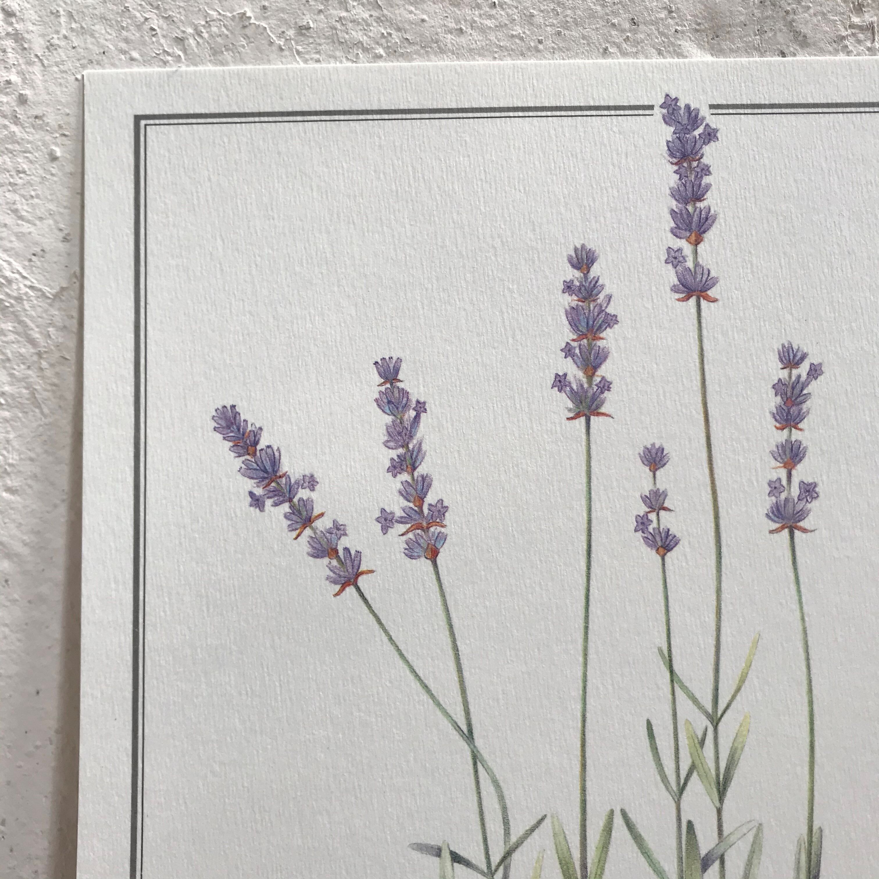 Lavender botanical poster