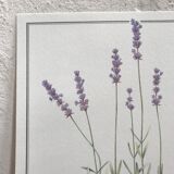 Lavender botanical poster